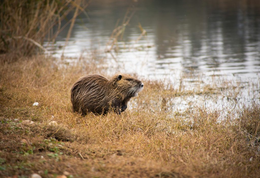 pexels-liron-malyanker-353575367-14247754